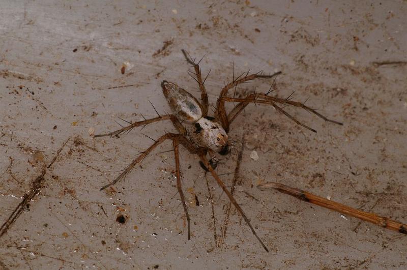 Oxyopes_variabilis_D7786_Z_88_North Stradbroke island_Australie.jpg